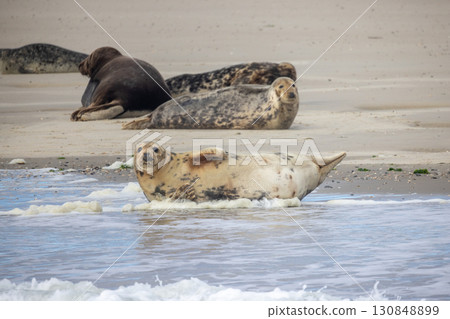 Eierland, De Cocksdorp, Texel, The Netherlands, Oktober 28th, 2024, A group of seals can be seen 130848899