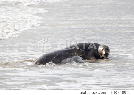 Two adorable seals are playfully swimming together in the beautiful ocean waves 130848903