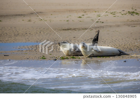 Eierland, De Cocksdorp, Texel, The Netherlands, Oktober 28th, 2024, A group of seals is relaxing 130848905