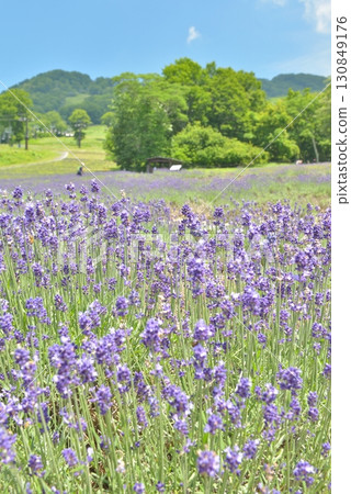 Tanbara Lavender Park Tanbara Lavender Park 130849176