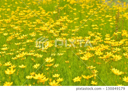 Tanbara薰衣草公園 Tanbara薰衣草公園 130849179