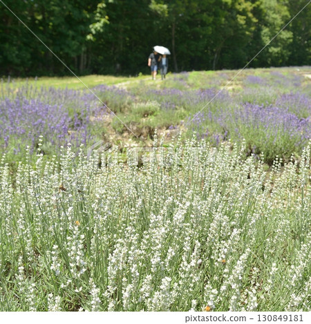 Tanbara Lavender Park Tanbara Lavender Park 130849181