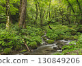 Beech forest, Oku-Daisen, Kitanizawa Stream, natural water filming location. 130849206