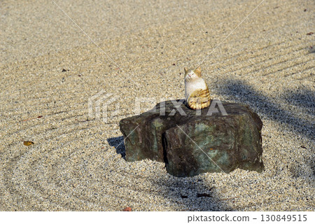 京都聖護院，新田堂前的枯山水庭園裡的一隻貓 130849515