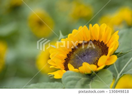 Sunflower flowers are in bloom in the sunflower field. 130849818