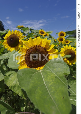 Sunflower flowers are in bloom in the sunflower field. Sunflower flowers are in bloom in the sunflower field. 130849823