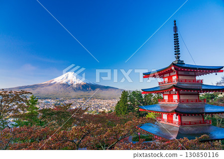 <Yamanashi Prefecture> Cherry blossoms and autumn foliage at Arakurayama Sengen Park, Chureito Pagoda and fresh snow on Mt. Fuji <Yamanashi Prefecture> Cherry blossoms and autumn foliage at Arakurayama Sengen Park, Chureito Pagoda and fresh snow on Mt. Fuji 130850116