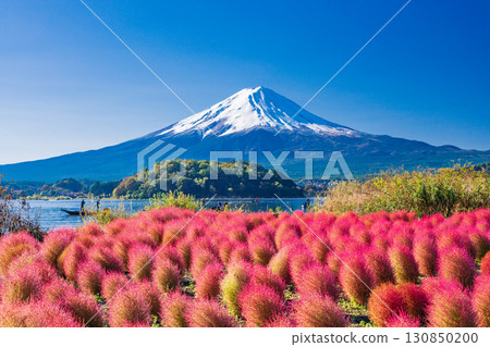 [山梨縣]河口湖大石公園的櫛葉和富士山 130850200