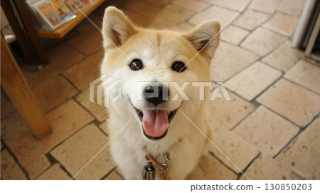 A cute photo of an Akita dog looking up with a smile A cute photo of an Akita dog looking up with a smile 130850203