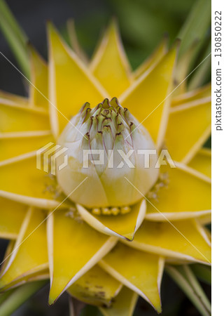 毛果金花（Ensete lasiocarpum）的黃色花朵正在盛開。 130850222