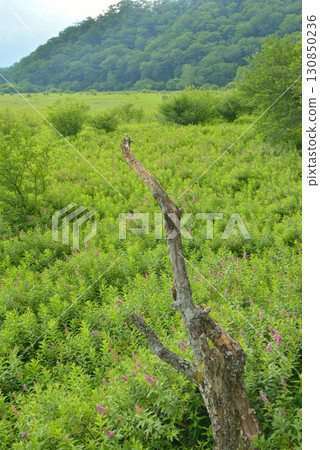 奧日光小田代原 130850236