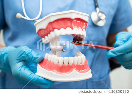 Doctor clean teeth denture with toothbrush for teach patient and dentist studying about dentistry. 130850320