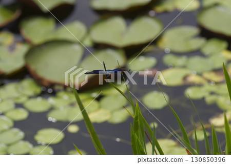 池塘裡的植物周圍有蝴蝶和蜻蜓。 130850396