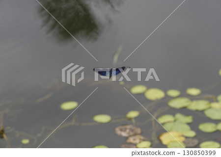 There are butterfly dragonflies around the plants in the pond. 130850399