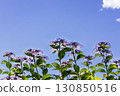 Hydrangea petals shining against the blue sky 130850516