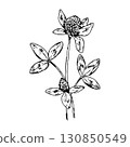 Hand drawn vector illustration of clover plant with blooming flower heads and trifoliate leaves, detailed botanical linework, ideal for herbal packaging, eco cosmetics, St Patrick s Day design 130850549