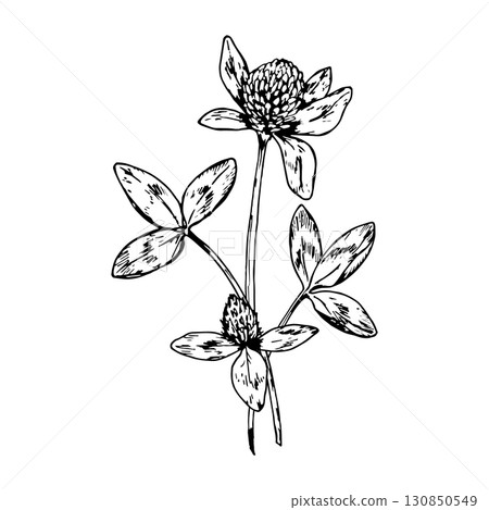 Hand drawn vector illustration of clover plant with blooming flower heads and trifoliate leaves, detailed botanical linework, ideal for herbal packaging, eco cosmetics, St Patrick s Day design Hand drawn vector illustration of clover plant with blooming flower heads and trifoliate leaves, detailed botanical linework, ideal for herbal packaging, eco cosmetics, St Patrick s Day design 130850549