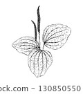 Hand drawn vector illustration of plantain Plantago major with ribbed leaves and tall flowering spikes, detailed botanical line drawing, great for natural medicine, eco prints and apothecary design 130850550