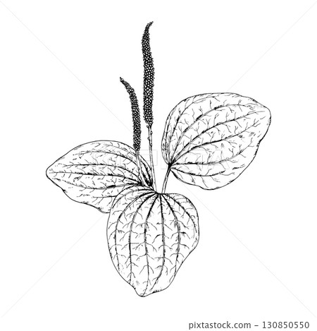 Hand drawn vector illustration of plantain Plantago major with ribbed leaves and tall flowering spikes, detailed botanical line drawing, great for natural medicine, eco prints and apothecary design Hand drawn vector illustration of plantain Plantago major with ribbed leaves and tall flowering spikes, detailed botanical line drawing, great for natural medicine, eco prints and apothecary design 130850550