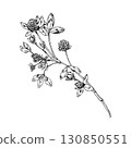 Vector illustration of clover branch with multiple blossoms and trifoliate leaves, hand drawn in botanical line art, perfect for herbal tea packaging, eco branding, apothecary labels, natural design 130850551