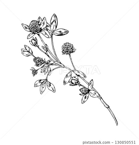 Vector illustration of clover branch with multiple blossoms and trifoliate leaves, hand drawn in botanical line art, perfect for herbal tea packaging, eco branding, apothecary labels, natural design 130850551