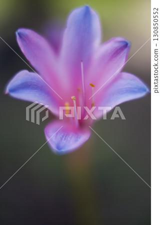 Licorice: Pink flowers of sprengerii (purple foxglove) are in bloom. Licorice: Pink flowers of sprengerii (purple foxglove) are in bloom. 130850552