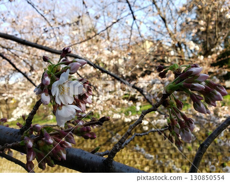 Cherry blossoms bloom 130850554