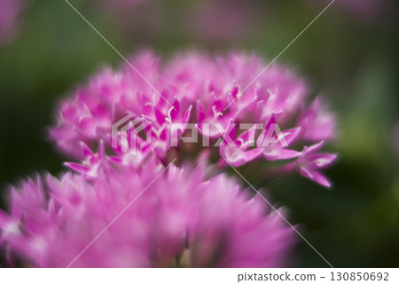 桃紅色pentas花在花床上的綻放在公園。學名是Pentas lanceolata。 桃紅色pentas花在花床上的綻放在公園。學名是Pentas lanceolata。 130850692