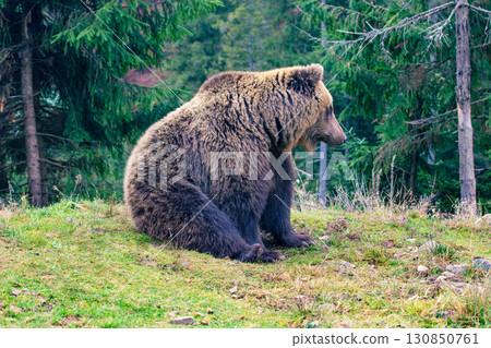 An adult brown bear sits in the wild An adult brown bear sits in the wild 130850761