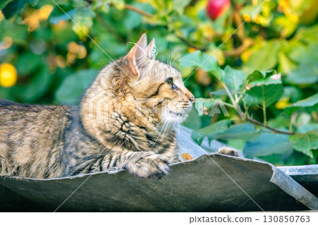 Cute cat lies on the roof of a barn in the autumn garden 130850763