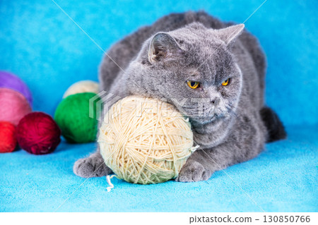 A cute blue British shorthair cat lies on a blue blanket with many colorful balls of wool. Cat playing with a white ball of yarn 130850766