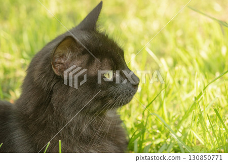 Profile of a black cat on a background of green grass. Profile of a black cat on a background of green grass. 130850771