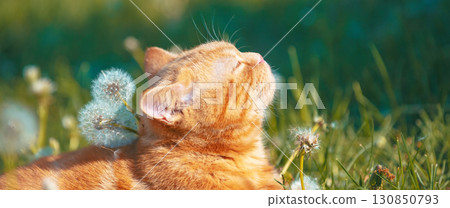 Portrait of a little kitten lying on the dandelion lawn. Cat enjoying spring. Horizontal banner 130850793