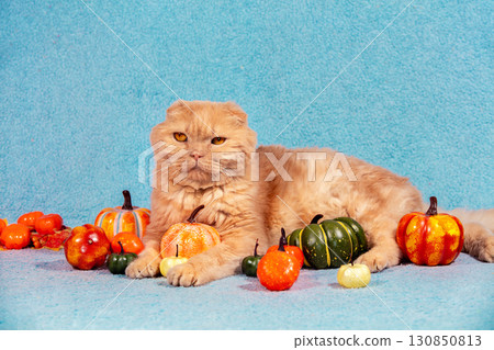 A funny Scottish fold shorthair cat lying on a blue blanket with many small artificial pumpkins. Thanksgiving concept. 130850813