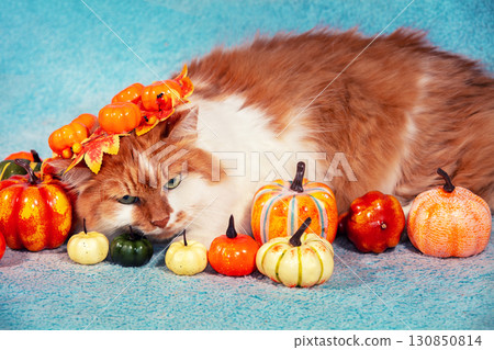 Funny cat in a wreath lies on a blue blanket with artificial colorful pumpkins Funny cat in a wreath lies on a blue blanket with artificial colorful pumpkins 130850814