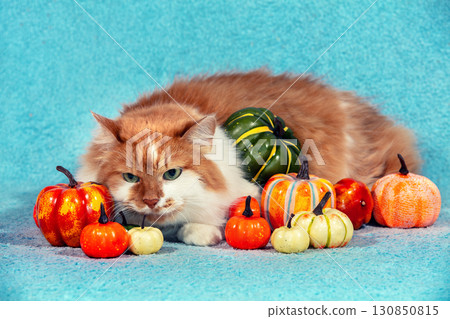 A cute long-haired cat lies on a blue blanket with many small artificial pumpkins A cute long-haired cat lies on a blue blanket with many small artificial pumpkins 130850815