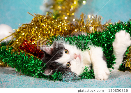 Funny little kitten wrapped in christmas glitter garland lying on soft blue blanket. Christmas concept Funny little kitten wrapped in christmas glitter garland lying on soft blue blanket. Christmas concept 130850816