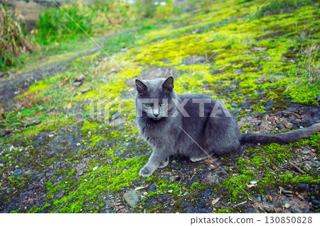 A gray cat sits on rocks covered with moss 130850828