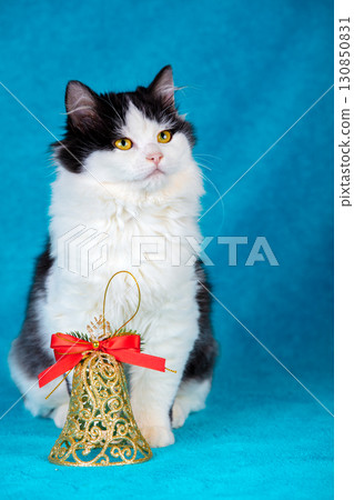 Cute black-and-white cat sitting on blue blanket  with Christmas bell 130850831
