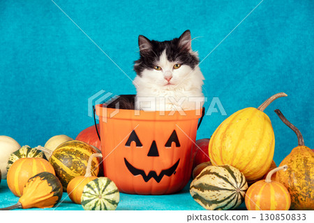 A funny cat in a Halloween basket on a blue blanket with colorful pumpkins. Halloween and Thanksgiving concept 130850833