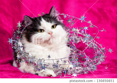 Funny little kitten wrapped in Christmas glitter garland lies on a soft purple blanket. Christmas concept Funny little kitten wrapped in Christmas glitter garland lies on a soft purple blanket. Christmas concept 130850851