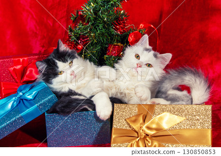 Two kittens lying in a gift box near decorated Christmas tree on a red background Two kittens lying in a gift box near decorated Christmas tree on a red background 130850853