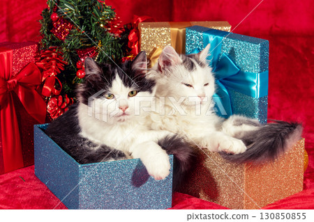 Funny little kittens sitting in gift boxes on red blanket near Christmas tree Funny little kittens sitting in gift boxes on red blanket near Christmas tree 130850855