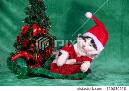 Funny little kitten in red Santa hat and jacket sitting in a gift box on soft green blanket near Christmas tree Funny little kitten in red Santa hat and jacket sitting in a gift box on soft green blanket near Christmas tree 130850858