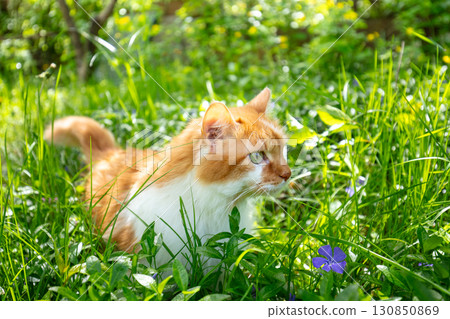 Cute red and white long-haired cat in the garden on the grass on a sunny summer day Cute red and white long-haired cat in the garden on the grass on a sunny summer day 130850869