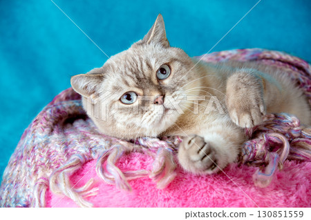 Portrait of a cute British shorthair cat covered with a soft pink plaid 130851559