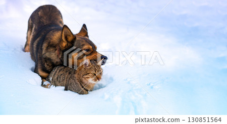 Dog and cat are best friends playing together in the snow in winter. Horizontal banner 130851564