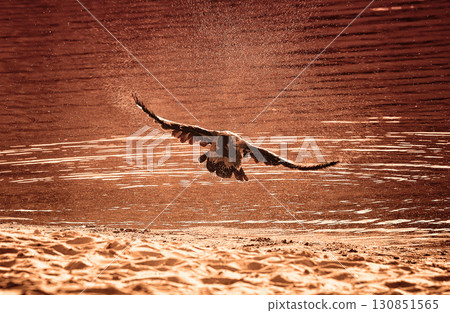 Crow flies over the sea. Mousse mocha fashionable color 130851565