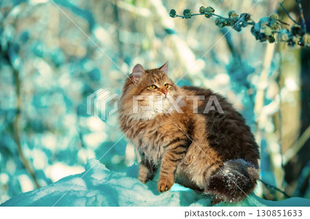 Cat sitting on a tree. Siberian cat in a snowy winter forest Cat sitting on a tree. Siberian cat in a snowy winter forest 130851633