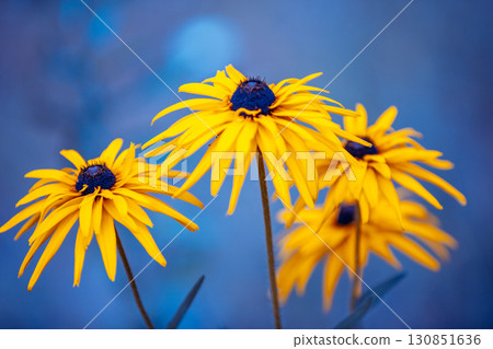 Flowering Rudbeckia hirta (Black-eyed Susan) flowers in the garden in summer. Nature background Flowering Rudbeckia hirta (Black-eyed Susan) flowers in the garden in summer. Nature background 130851636